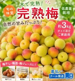 梅 完熟梅［低農薬 約5キロ ご家庭用】 木で完熟 サイズ混合 - メルカリ