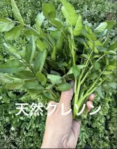 八百屋さん様専用ページ