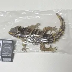 アルマジロトカゲ（新色）　いきもの大図鑑アドバンスのサムネイル
