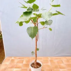 フィカス クリシュナ ボダイジュ 曲がり 枝 曲線 観葉植物 鉢植え レア