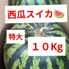 栽培50年西瓜農家直送鮮度抜群☆著名人様御用達西瓜の匠厳選某ブランド