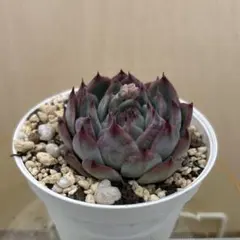 多肉植物 韓国苗 ビヨンセ虹錦 - メルカリ