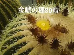 サボテン、金鯱の種子80粒!種蒔きの説明書付き！採れたて!エキノ