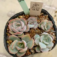 97.多肉植物 ボラピル 1450円【抜き苗】 - メルカリ