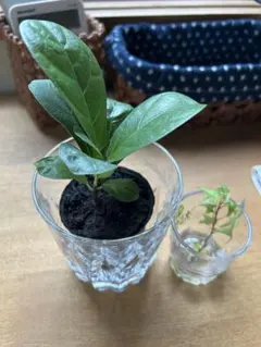 uu様　専用ページです！