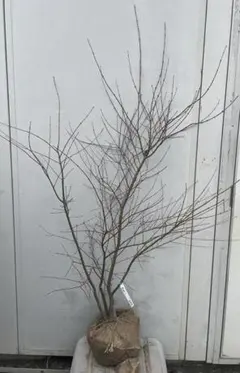 アオシダレモミジ 大株 【品番3598】 - メルカリ