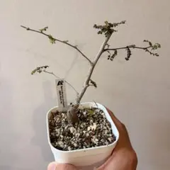 ブセファランドラ sp