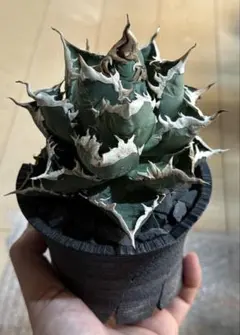 2026年最新】アガベ陽炎の人気アイテム - メルカリ