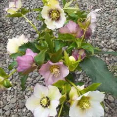 pekomus様 リクエスト 2点 まとめ商品