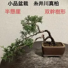 盆栽　糸魚川真柏　山木　文人　双幹 2025年最新】糸魚川真柏の人気アイテム - メルカリ