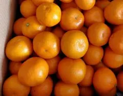 ♡ぷくこ様専用です♡