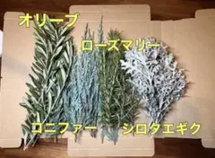 オリーブ　ローズマリー　コニファー　シロタエギク　切り枝セット★無農薬