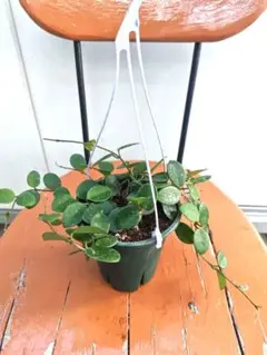 プラム様 リクエスト 2点 まとめ商品