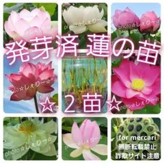 2026年最新】花蓮 蓮根の人気アイテム - メルカリ