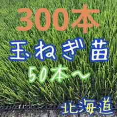 玉ねぎ苗　300本　本日発送のサムネイル