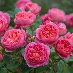 バラ苗 バラ挿し木苗 ボスコ ② イングリッシュローズ ER