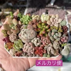 多肉寄せ植え カット苗 詰め合わせ ちまちま弁当 A
