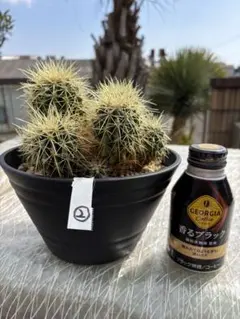 綾波武蔵 （実生） エキノカクタス 旧ホマロケファラ #217 - メルカリ