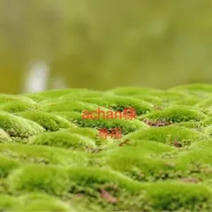 鬼滅の刃 童磨　Webshopくじ　A、B、C、D賞アクリルパネル