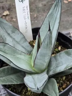 2025年最新】アガベ シャークスキンの人気アイテム - メルカリ