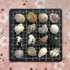 No.5 貝殻 ヤドカリ 小さめ 宿替え 引越し ハンドメイド素材