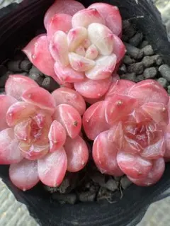 佐*郎様 現品　超可愛い　新作　多肉植物　エケベリア　ルビーのいちご大福　3株