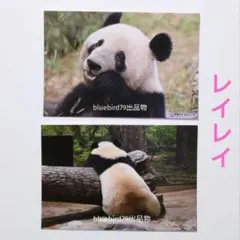 上野動物園 パンダ シャオシャオ レイレイ クリアファイル タンブラー マステ 上野動物園 パンダ シャオシャオ レイレイ クリアファイル タンブラー