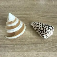 貝殻