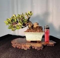 琉球盆栽 ハリツルマサキ 小品 - メルカリ