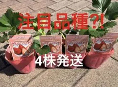 ④4株　いちご　苗いちご苗　やよいひめ　甘いいちご