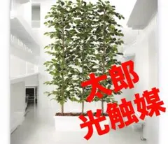 2026年最新】フェイクグリーン 光触媒 150の人気アイテム - メルカリ