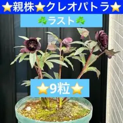 ❤️216❤️☘️ラスト☘️⭐️クリスマスローズ⭐️自然交配種子