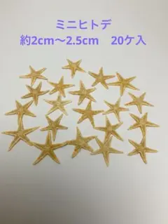 NO.23s-248 ミニヒトデ　約2cm〜2.5cm 20ケ入