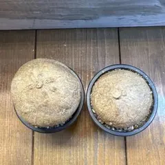 mtaa様 リクエスト 2点 まとめ商品