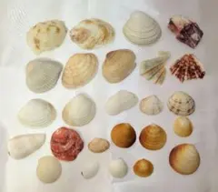 貝殻 セット ハンドメイド素材