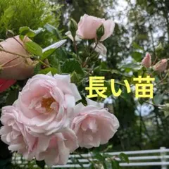 バラの苗　ニュードン　長い株のサムネイル