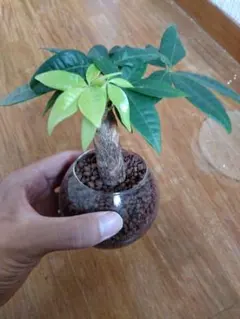 【セール】パキラ　斑入り　散り斑　No.001　鉢、送料込　メルカリ便 2025年最新】パキラ 斑入り 実生の人気アイテム - メルカリ