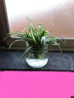 中斑オリヅルラン 子株 9株 水耕栽培中 観葉植物 寄せ植え地植え　鉢植え可能