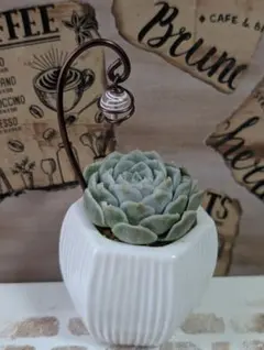 多肉植物　ヒューミリス　発根確認済　鉢ピック付き♪ 1月2日撮影