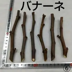 ⑧☆イチジク穂木5本☆ヌアール ド カロン⑧【親木の写真・結実実績
