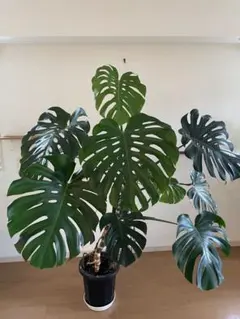 みほ⭐️未使用品はお値引き不可⭐️ モンステラデリシオーサ の検討 みほ⭐️未使用品はお値引き不可⭐️ モンステラデリシオーサ の検討