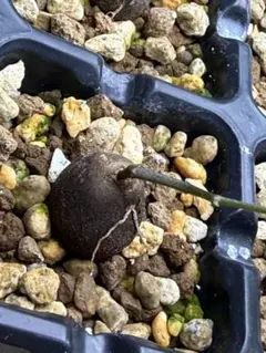 アフリカ亀甲竜 実生株 抜き苗のサムネイル