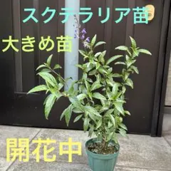 ❤️さくら様専用❤️♧アロマティコ♧ポット苗♧AG20260530 - メルカリ