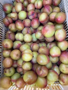 4.南国指宿産 すもも 7.5Kg - メルカリ