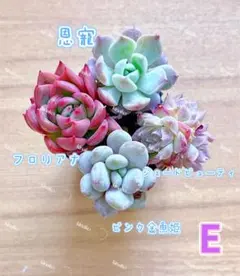 【レア品種】☆4種類☆多肉植物4苗セット 土・根付きE