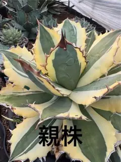 2025年最新】スナグルトゥースの人気アイテム - メルカリ