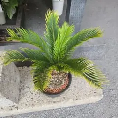 【お盆セール】斑入りソテツ 双頭 / 沖縄産 極希少 極上個体 蘇轍 錦 お盆セール】斑入りソテツ 双頭 / 沖縄産 極希少 極上個体 蘇轍 錦