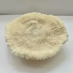 chuchumama ☆彡様 リクエスト 3点 まとめ商品