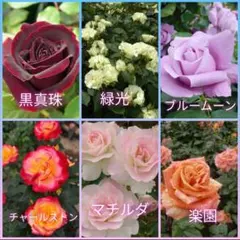 初心者用☆強健なバラの挿し穂6品種ミックス5本セット＋おまけのサムネイル