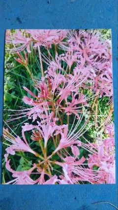 山本敏雄 彼岸花 曼殊沙華 秋 花の絵 絵画 静物画 水彩画 2025年最新】彼岸花 絵画の人気アイテム - メルカリ
